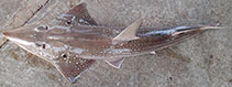 To FishBase images (<i>Rhynchobatus springeri</i>, Thailand, by Krajangdara, T. & S. Boonsuk)