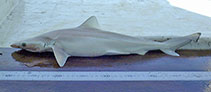 To FishBase images (<i>Rhizoprionodon taylori</i>, by McAuley, R.)