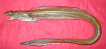 To FishBase images (<i>Rhynchoconger trewavasae</i>, Pakistan, by Osmany, H.B.)