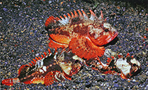 To FishBase images (<i>Richardsonichthys leucogaster</i>, Indonesia, by Steene, R.)