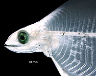 To FishBase images (<i>Robinsia catherinae</i>, by Miller, M.J./Tsukamoto, K.)
