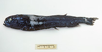 To FishBase images (<i>Rouleina eucla</i>, Australia, by Graham, K.)