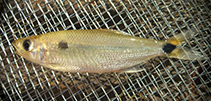 To FishBase images (<i>Roeboexodon guyanensis</i>, Brazil, by Andrade, M.C.)