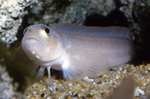 To FishBase images (<i>Ronquilus jordani</i>, by Wirtz, P.)