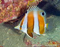 Image of Roa modesta (Brown-banded butterflyfish)