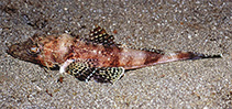 To FishBase images (<i>Rogadius pristiger</i>, Indonesia, by Tonozuka, T.)