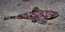 To FishBase images (<i>Rogadius welanderi</i>, Indonesia, by Tonozuka, T.)