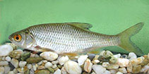 To FishBase images (<i>Rutilus rutilus</i>, Hungary, by Harka, A.)
