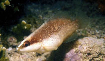 To FishBase images (<i>Rypticus bistrispinus</i>, Brazil, by Wirtz, P.)
