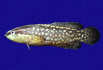 Image of Rypticus nigripinnis (Blackfin soapfish)