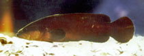 Image of Rypticus randalli 