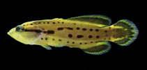 To FishBase images (<i>Rypticus subbifrenatus</i>, Brazil, by Macieira, R.M.)