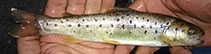 To FishBase images (<i>Salmo abanticus</i>, Turkey, by Kaya, C.)