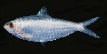 To FishBase images (<i>Sardinella albella</i>, Bahrain, by Randall, J.E.)
