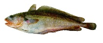 To FishBase images (<i>Salilota australis</i>, by INIDEP)