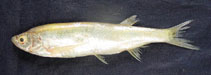 Image of Salmostoma bacaila (Large razorbelly minnow)