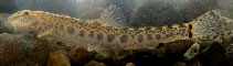 To FishBase images (<i>Sabanejewia balcanica</i>, Slovakia, by Pekarik, L.)