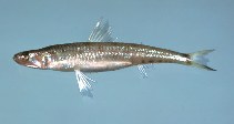 To FishBase images (<i>Saurida brasiliensis</i>, by Flescher, D.)