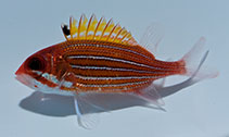 To FishBase images (<i>Sargocentron bullisi</i>, USA, by Gardner, T.)