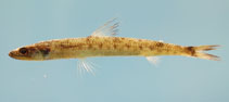 To FishBase images (<i>Saurida caribbaea</i>, by NOAA\NMFS\Mississippi Laboratory)