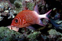 Image of Sargocentron caudimaculatum (Silverspot squirrelfish)