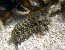 To FishBase images (<i>Salarias ceramensis</i>, Australia, by Mayes, B.)
