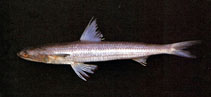Image of Saurida elongata (Slender lizardfish)