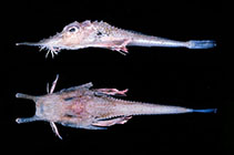 To FishBase images (<i>Satyrichthys engyceros</i>, Hawaii, by Randall, J.E.)