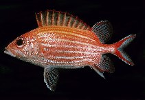To FishBase images (<i>Sargocentron ensifer</i>, Ryukyu Is., by Randall, J.E.)