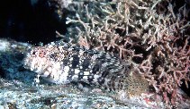 To FishBase images (<i>Salarias fasciatus</i>, Guam, by Randall, J.E.)