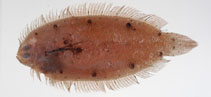 To FishBase images (<i>Samariscus filipectoralis</i>, Chinese Taipei, by The Fish Database of Taiwan)