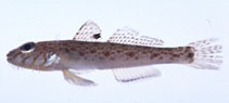 To FishBase images (<i>Sagamia geneionema</i>, Japan, by Suzuki, T.)