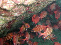 To FishBase images (<i>Sargocentron hastatum</i>, Cape Verde, by Freitas, R.)