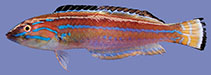 To FishBase images (<i>Sagittalarva inornatus</i>, Mexico, by Snow, J.)