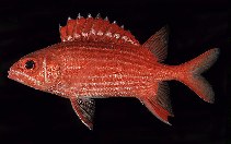 To FishBase images (<i>Sargocentron ittodai</i>, Japan, by Randall, J.E.)