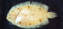 To FishBase images (<i>Samariscus latus</i>, Chinese Taipei, by The Fish Database of Taiwan)