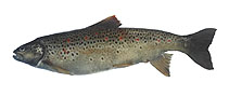 Image of Salmo letnica (Ohrid trout)