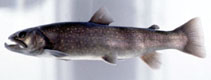 To FishBase images (<i>Salvelinus leucomaenis pluvius</i>, Japan, by Senou, H.)