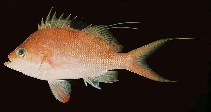 To FishBase images (<i>Sacura margaritacea</i>, Japan, by Randall, J.E.)