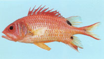 To FishBase images (<i>Sargocentron marisrubri</i>, Jordan, by Khalaf, M.A.)
