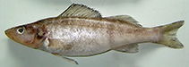 To FishBase images (<i>Sander marinus</i>, Iran, by Abbasi, K.)