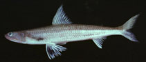 Image of Saurida micropectoralis (Shortfin lizardfish)