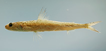 To FishBase images (<i>Saurida normani</i>, by NOAA\NMFS\Mississippi Laboratory)