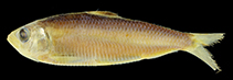 To FishBase images (<i>Sardinella pacifica</i>, Philippines, by Motomura, H.)