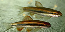 To FishBase images (<i>Sarcocheilichthys parvus</i>, by Greco, F.M.)