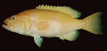 To FishBase images (<i>Saloptia powelli</i>, Guam, by Randall, J.E.)