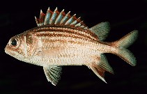 Image of Sargocentron praslin (Dark-striped squirrelfish)