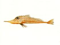 To FishBase images (<i>Satyrichthys rieffeli</i>, by CSIRO)