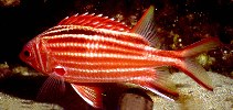 To FishBase images (<i>Sargocentron rubrum</i>, Turkey, by Can, A.)