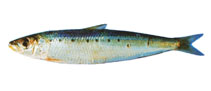 To FishBase images (<i>Sardinops neopilchardus</i>, by SeaFIC)